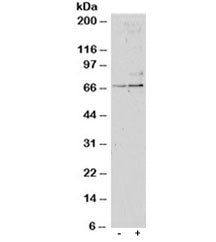 SRF Antibody