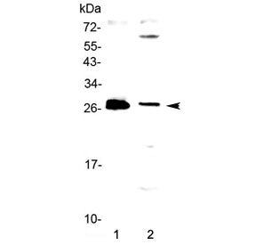 Western blot testing of human 1) MCF7 and 2) PANC-1 cell lysate with TWEAK antibody at 0.5ug/ml. Pre