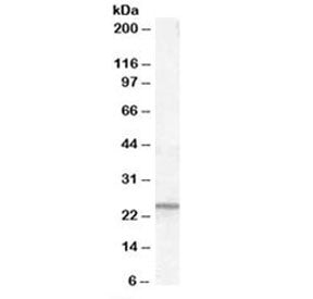 PGRMC1 Antibody