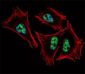 PROX1 Antibody