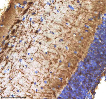 IHC staining of zebrafish Cxcl12 protein using Zebrafish Cxcl12 antibody, HRP-labeled secondary and