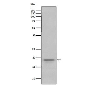 MBP Antibody / Myelin Basic Protein
