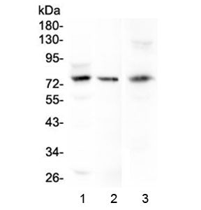 LGALS3BP Antibody / Galectin-3-binding protein