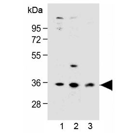 OR6C3 Antibody