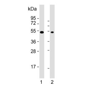 DDX39B Antibody / UAP56