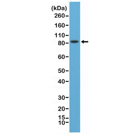 PSD-95 Antibody / DLG4 / N-Terminal