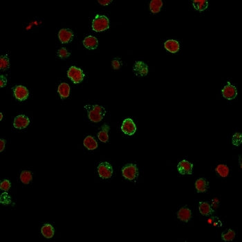 CD3 epsilon Antibody