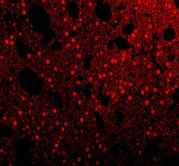 Immunofluorescent staining of FFPE rat brain tissue with SAM68 antibody (red). HIER: steam section i