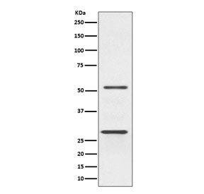 Parkin Antibody / PRKN / PARK2