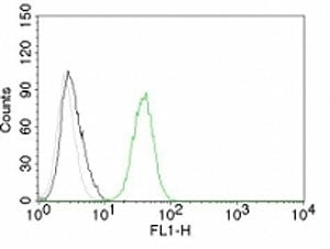 CD31 Antibody / PECAM-1