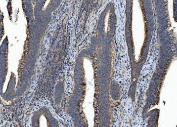 CASP7 Antibody / Caspase-7