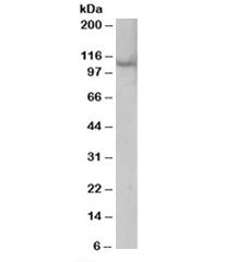 Rabenosyn 5 Antibody