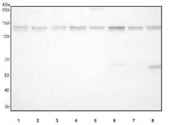 Western blot testing of 1) human HeLa, 2) human SH-SY5Y, 3) human U-2 OS, 4) rat brain, 5) rat C6, 7