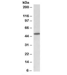GPR83 Antibody