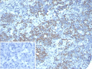 PAX3 Antibody