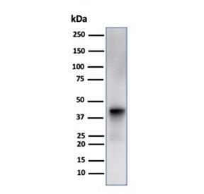 Western blot testing of human liver tissue lysate using Glutamine Synthetase antibody (clone GLUL/66
