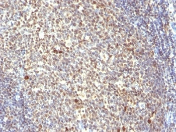 NuMA Antibody