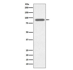 Lactoferrin Antibody / LTF