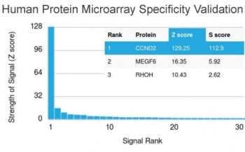 Cyclin D2 Antibody / CCND2