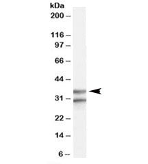 GPR3 Antibody