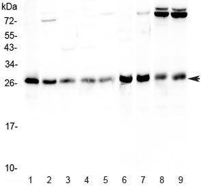 RAB27A Antibody