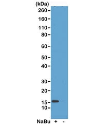 H2A.ZK4ac Antibody / Acetyl Histone H2A.Z Lysine 4