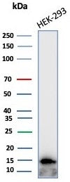 MIF Antibody / Macrophage migration inhibitory factor