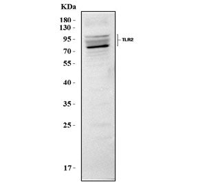 Tlr2 Antibody