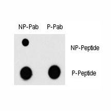 Phospho-MEF2C Antibody (pT300)