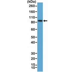 BRAF Antibody / N-Terminal Region