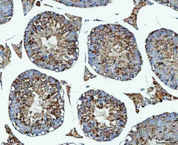 PRMT7 Antibody