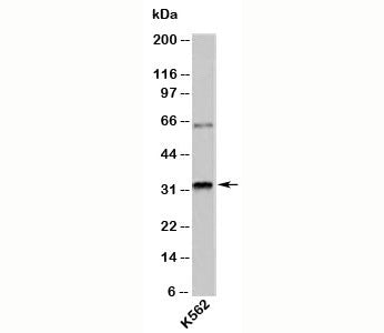 RAX Antibody