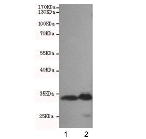 CDK4 Antibody