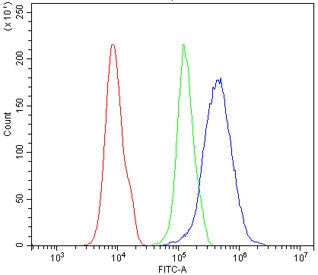 PDX1 Antibody / Pancreas/duodenum homeobox protein 1