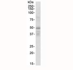 Western blot testing of human brain lysate with RXRG antibody at 1ug/ml. Predicted molecular weight: