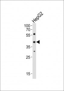 Western blot analysis of lysate from HepG2 cell line using Lhx1 antibody diluted at 1:1000.