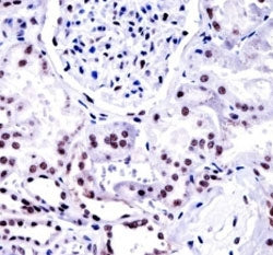 NONO antibody immunohistochemistry analysis in formalin fixed and paraffin embedded human kidney tis