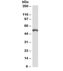 PAX3 Antibody