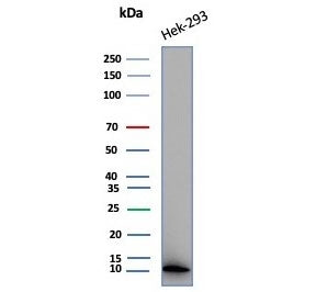 MIF Antibody / Macrophage migration inhibitory factor