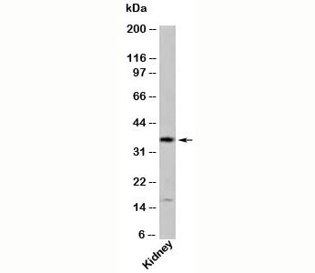GBL Antibody