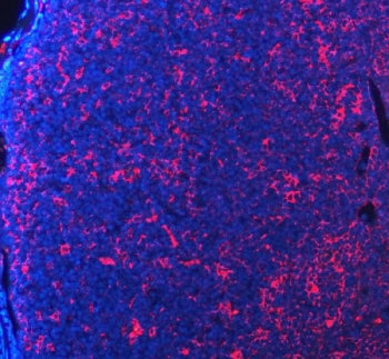 Immunofluorescent staining of FFPE mouse lymph node tissue with PD-1 antibody (red) and DAPI nuclear