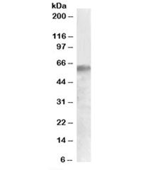 IRF2BP1 Antibody