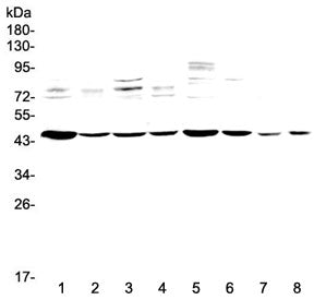 Western blot testing of rat 1) heart, 2) skeletal muscle, 3) brain, 4) kidney and mouse 5) heart, 6)