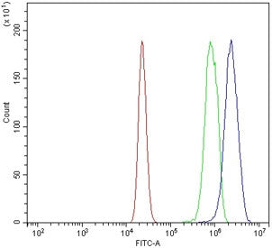 Chop Antibody / Ddit3 / Gadd153
