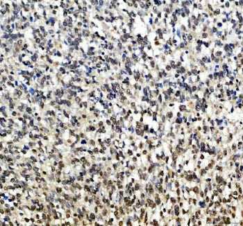 SOX10 Antibody