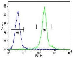IL-12B antibody flow cytometric analysis of MDA-MB435 cells (green) compared to a negative control (