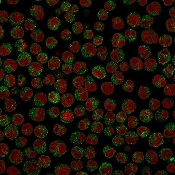 CD79 Antibody