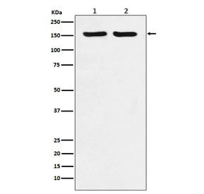 ROCK2 Antibody