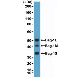 BAG-1 Antibody