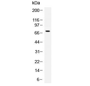 Angiopoietin 1 Antibody / ANGPT1